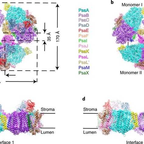 Cryo Em Structure Of The Tetrameric Psi Complex A The Tetrameric Psi