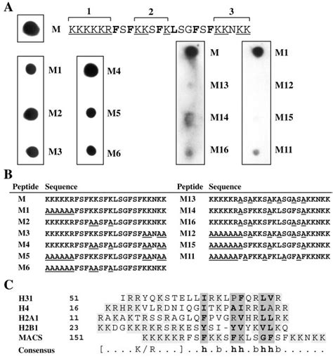 Alanine Scan Substitution Of The Par Binding Marcks Effector Peptide