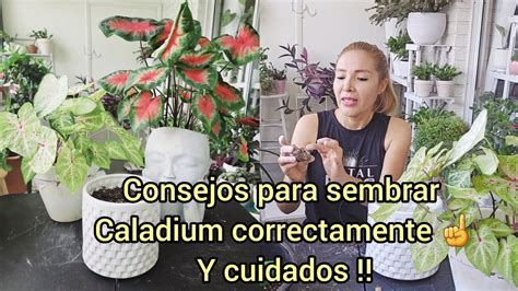 Cuando Y Como Sembrar Caladium Correctamente Y Consejos Para Su Cuidado