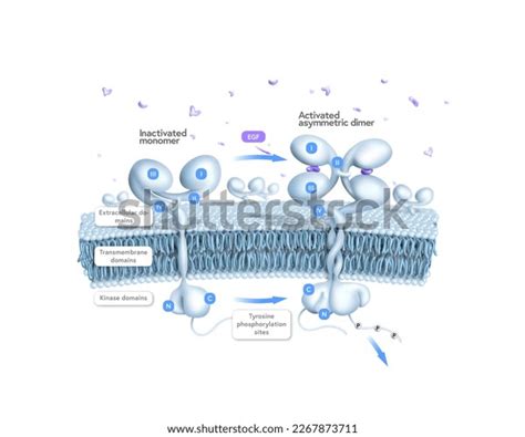 Schematic Egfr Signalling Pathway Stock Illustration 2267873711 ...