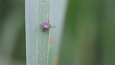 Cdc Thousands Allergic To Red Meat After A Tick Bite Videos From The