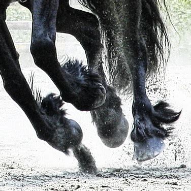 FriesianFact.com