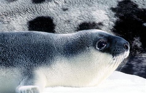 Hooded Seal Ocean Treasures Memorial Library