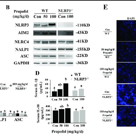 Knockout Of Nlrp Alleviates Propofol Induced Pyroptosis In Splenic