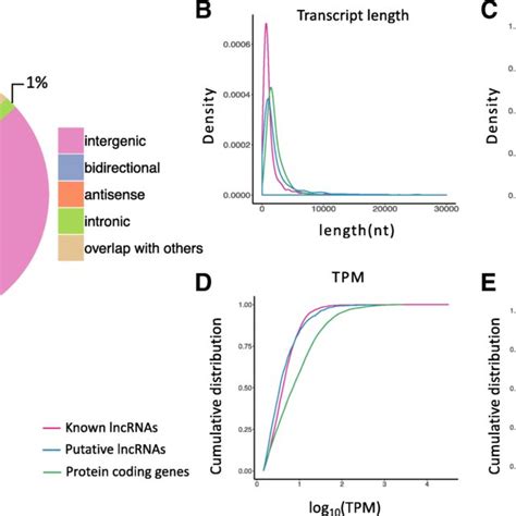 Genomic Features And Classification Of Putative Lncrnas A