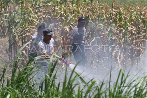 LOMBA DESA TANGGUH BENCANA ANTARA Foto