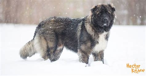 Berger Du Caucase Le Chien Le Plus Courageux Du Monde