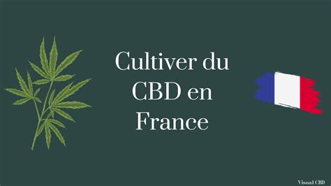 Cultiver du CBD en France Législation Risques Encourus