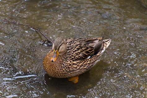 Orange Bill Duck I Was Surprised With This Shot I Handhel Flickr