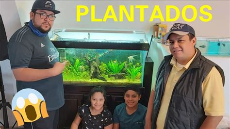 Hermosos Acuarios Plantados En Una Casa Ft Aquatecnologicos Youtube