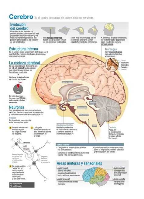 Infografía Sobre El Cerebro