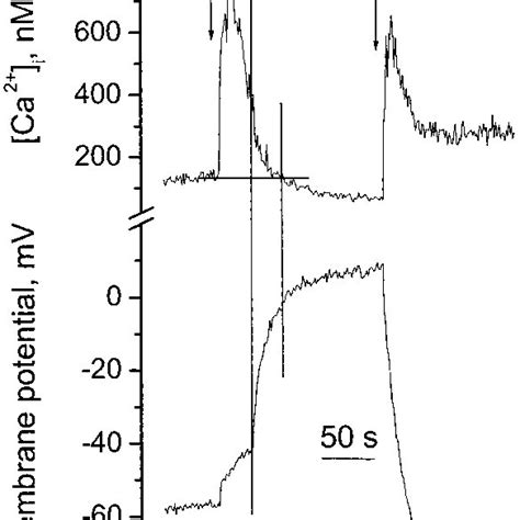 effect  calcium removal   subsequent calcium readdition