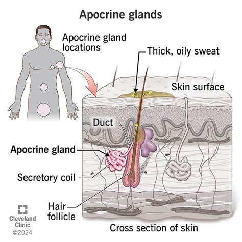 Apocrine Glands Function & Location