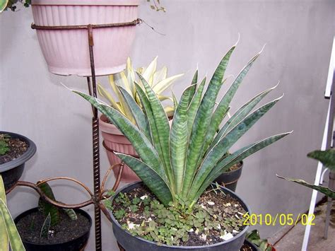 Sansevieria Aethiopica