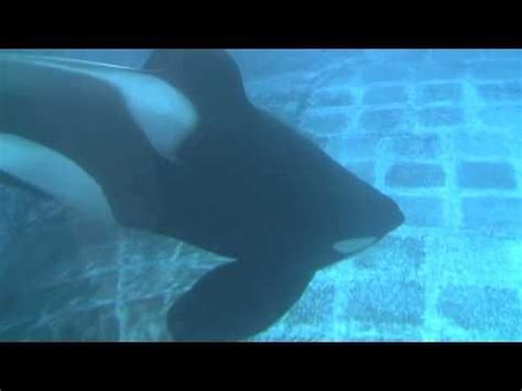 Tilikum Training Session (Featured in the documentary "Blackfish")