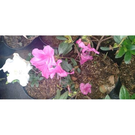 Jual Bunga Azalea Tanaman Hias Minim Order 4 Pohon Shopee Indonesia