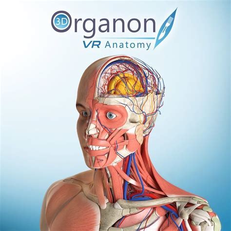 D Organon Vr Anatomy Huren Vr Verhuur Voor Op Events Beurzen