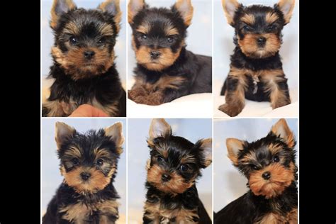 Yorkshire Terrier Joyful Yorkie Yorkshire Terrier Puppies For Sale In