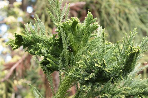 Great Plant Pick Cryptomeria Japonica Cristata Crested Japanese