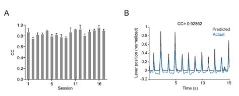 Continuous Neural Decoding Using Calcium Signals From The Layer 2 3