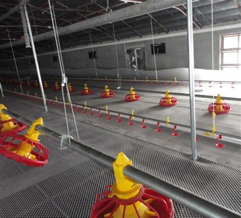 Floor Raising Automatic Deep Litter System Poultry Farming Broiler Feeding Tray Flood Poultry