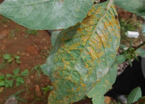 ¿qué Es La Roya En Las Plantas Y Cómo Tratarla