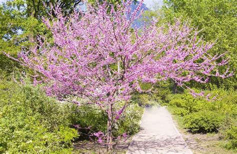 Eastern Redbud (Cercis canadensis)