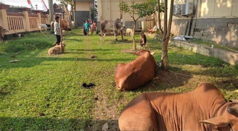 Lebaran Idul Adha Polda Banten Siapkan Sapi Dan Kerbau Dan