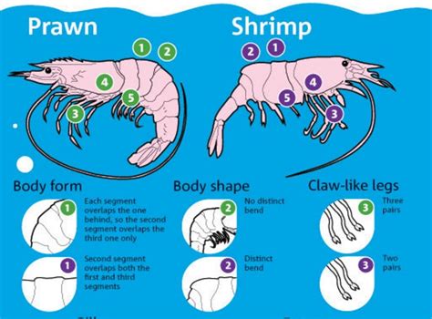 Freshwater Shrimp And Prawn Aquaponics Howtoaquaponic Artofit