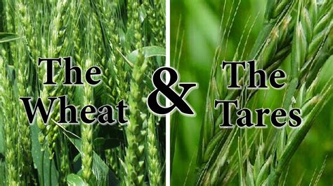 The Wheat And The Tares Youtube