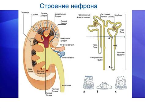 Строение капсулы нефрона