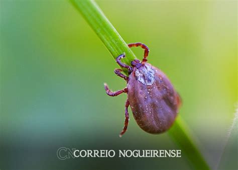 Febre maculosa saiba o que é a doença e quais os sintomas Correio