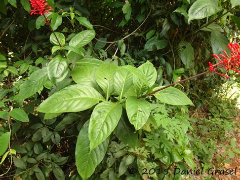 Odontonema Tubaeforme