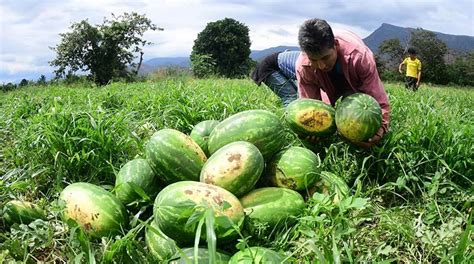 Omereque produce todo el año sandía uva palta melón y más eju tv