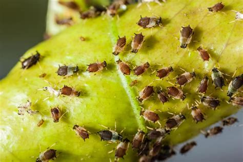 How To Get Rid Of Aphids On Okra Naturally How To Control With Natural And Organic Treatment