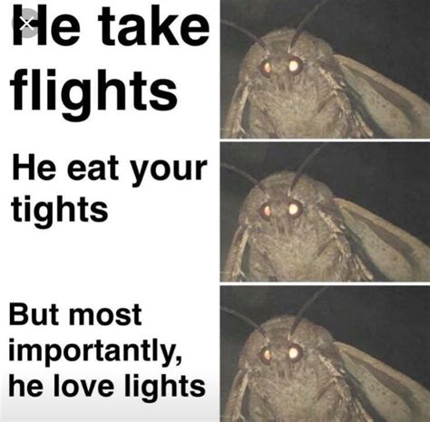 Moth memes | Bad memes, Funny jokes, Funny memes