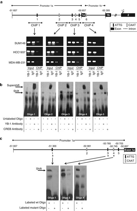 Mapping Y Box Binding Protein Yb Binding Sites On The Pik Ca