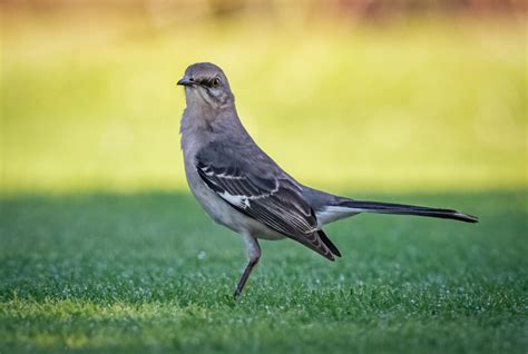 Northern Mockingbird Owen Deutsch Photography