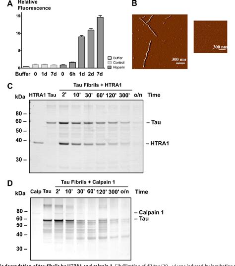 Figure 2 From Human High Temperature Requirement Serine Protease A1