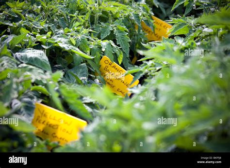 Tomato Plant Varieties Stock Photo - Alamy