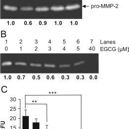 Inhibition Of Mmp Activity By Egcg A Aliquots Of Ht Cm Were