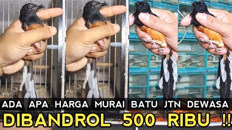 MENANGIS MURAI BATU JTN DWS 500 RIBU HANCURKAH DUNIA HARGA MURAI