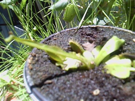 Dionaea Parece Seca De Nuevos Hijuelos