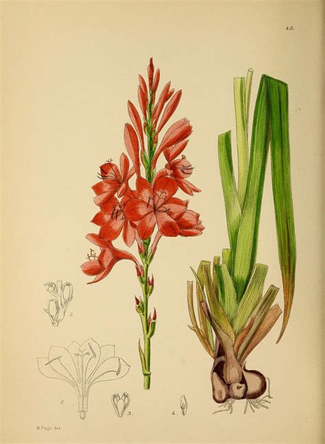 Ботанические иллюстрации THE FLOWERING PLANTS OF AFRICA ( Цветущие ...