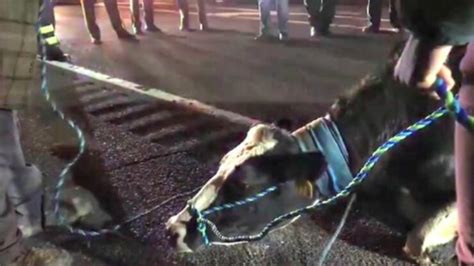 Mucca Incinta Fugge Da Un Camion Che La Stava Portando Al Macello E Da