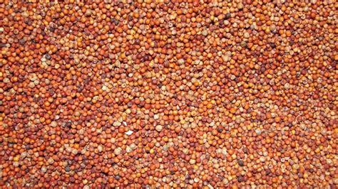 10 Health Benefits Of Ragi Or Nachni