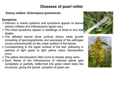 Diseases Of Maize Sorghum And Pearl Millet Ppt