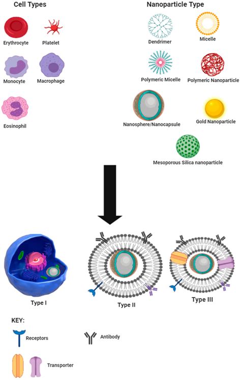 Molecules Free Full Text Nano Biomimetic Drug Delivery Vehicles