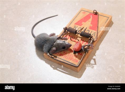 Rat Bait Fotografías E Imágenes De Alta Resolución Alamy