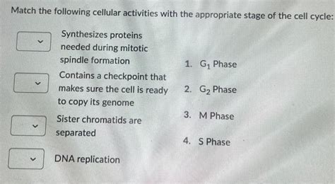 Solved Place The Following Events Of Mitosis In The Correct Chegg